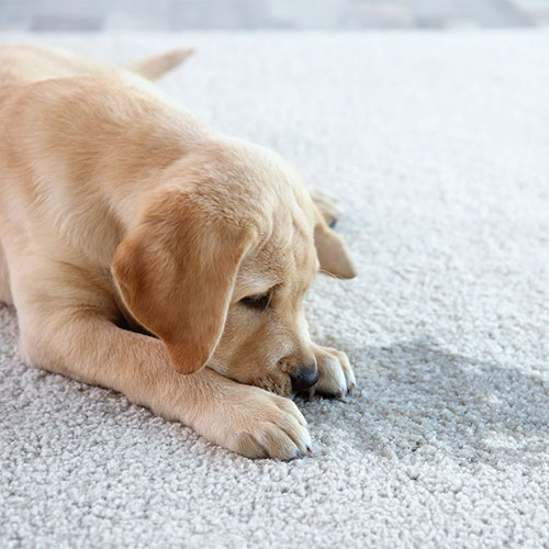 carpet-pet-stain-clean