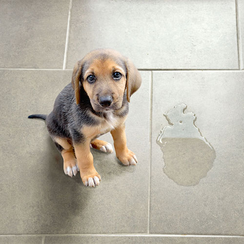 tile-and-grout-pet
